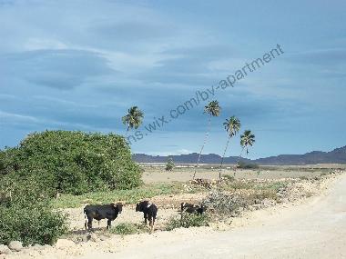 Ferienwohnung in Sal Rei (Boa Vista) oder Ferienwohnung oder Ferienhaus