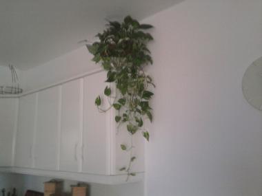 Ferienwohnung in san juan de los terreros (Almera) oder Ferienwohnung oder Ferienhaus