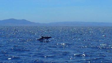 Ferienwohnung in Canselada (Mlaga) oder Ferienwohnung oder Ferienhaus