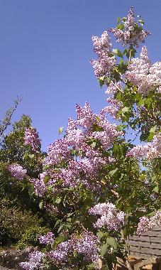 Ferienhaus in Ornaisons (Aude) oder Ferienwohnung oder Ferienhaus