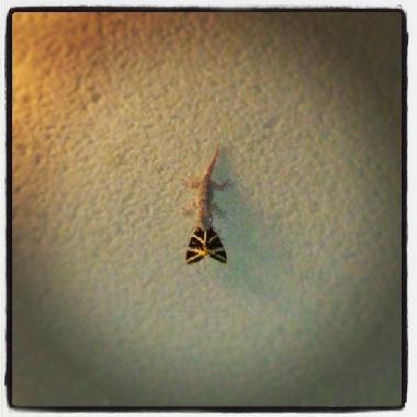 Ferienhaus in Ornaisons (Aude) oder Ferienwohnung oder Ferienhaus