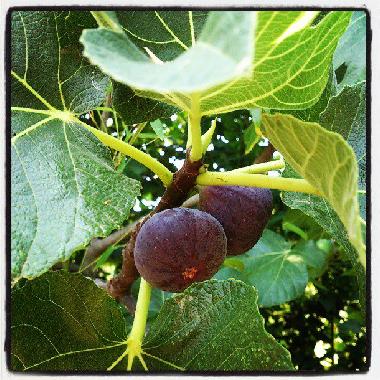 Ferienhaus in Ornaisons (Aude) oder Ferienwohnung oder Ferienhaus