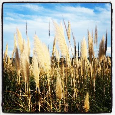 Ferienhaus in Ornaisons (Aude) oder Ferienwohnung oder Ferienhaus