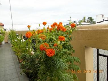 Ferienwohnung in Dehiwala (Colombo) oder Ferienwohnung oder Ferienhaus