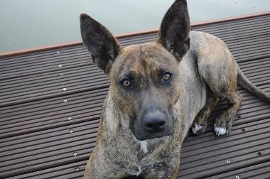 Urlaub mit Hund ausbruchsicher eingezeuntes Grundstck
