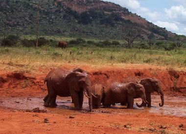 Ferienhaus in Diani Beach (Coast) oder Ferienwohnung oder Ferienhaus