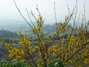 Chalet in Travale (Grosseto) oder Ferienwohnung oder Ferienhaus