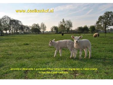 Ferienhaus in Slagharen (Overijssel) oder Ferienwohnung oder Ferienhaus