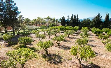 Villa in Muro (Mallorca) oder Ferienwohnung oder Ferienhaus