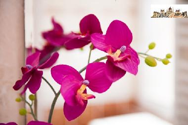 Ferienwohnung in Budapest (Budapest) oder Ferienwohnung oder Ferienhaus