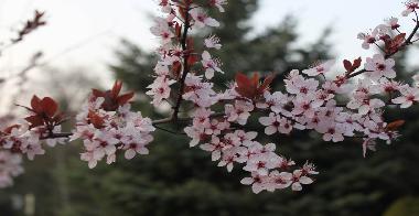 Ferienwohnung in Goyatz (Dahme-Spreewald) oder Ferienwohnung oder Ferienhaus