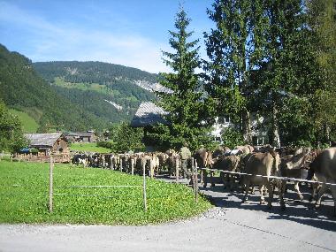Ferienwohnung in mellau (Bludenz-Bregenzer Wald) oder Ferienwohnung oder Ferienhaus