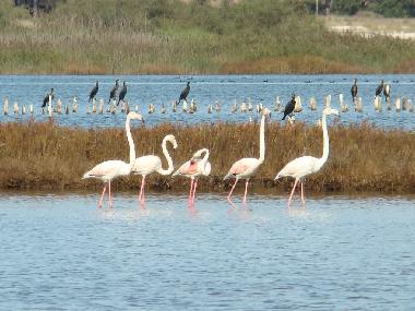 Ferienhaus in V.N. de Santo Andr� (Alentejo Litoral) oder Ferienwohnung oder Ferienhaus