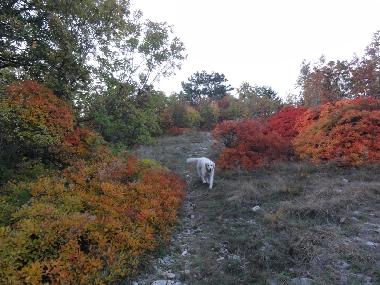 Ferienhaus in Sezana (Sezana) oder Ferienwohnung oder Ferienhaus