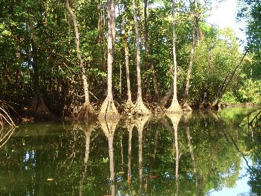 Kayak-Tour durch Mangroven. Viele einheimische Voegel und Natur zu beobachten