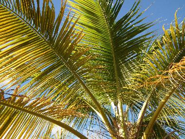 Palmen im Don Genaro Garten