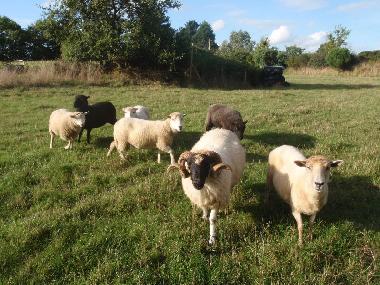 Ferienhaus in Plouz�lambre (C�tes-d