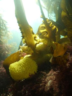 Ferienhaus in Plouz�lambre (C�tes-d