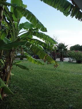 Villa in Algoz (Algarve) oder Ferienwohnung oder Ferienhaus