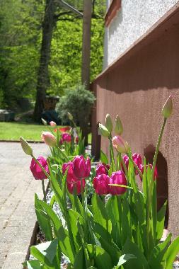Ferienwohnung in Alf (Mosel - Saar) oder Ferienwohnung oder Ferienhaus
