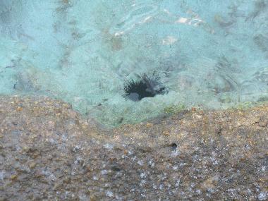 Ferienwohnung in Valledoria (Sassari) oder Ferienwohnung oder Ferienhaus