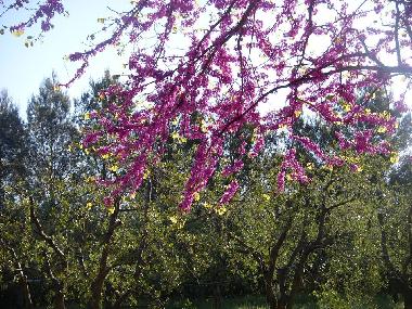 Ferienwohnung in Bibbona (Livorno) oder Ferienwohnung oder Ferienhaus