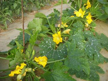 Ferienwohnung in Bibbona (Livorno) oder Ferienwohnung oder Ferienhaus