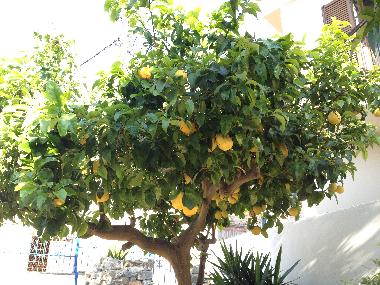 Ferienhaus in Ano Vathi (Samos) oder Ferienwohnung oder Ferienhaus