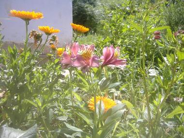 Ferienhaus in S�o Luis (Alentejo Litoral) oder Ferienwohnung oder Ferienhaus