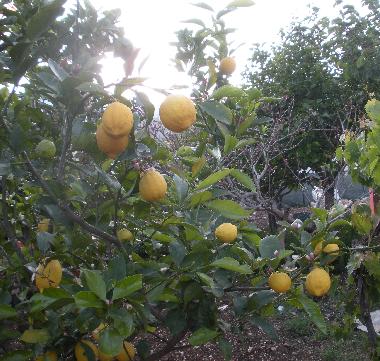 Villa in castellammare del golfo (Trapani) oder Ferienwohnung oder Ferienhaus