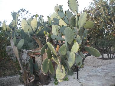 Villa in castellammare del golfo (Trapani) oder Ferienwohnung oder Ferienhaus