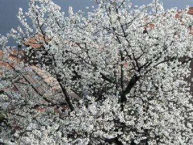 Kirschbaum in voller Blte