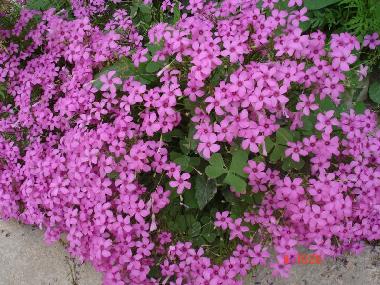 Ferienhaus in Pula (Istarska) oder Ferienwohnung oder Ferienhaus