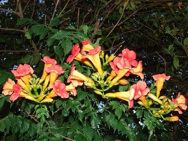 Ferienhaus in Pula (Istarska) oder Ferienwohnung oder Ferienhaus