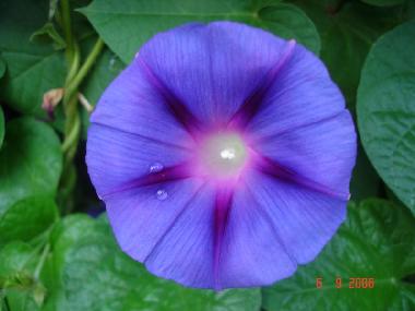 Ferienhaus in Pula (Istarska) oder Ferienwohnung oder Ferienhaus