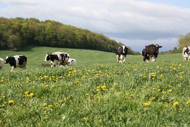 die Khe kommen auf die Weide
