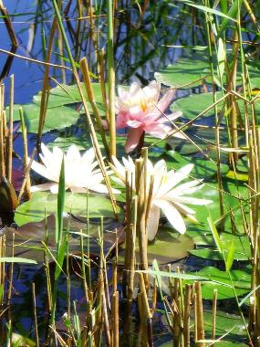 Ferienhaus in Santiago do Cac�m (Alentejo Litoral) oder Ferienwohnung oder Ferienhaus