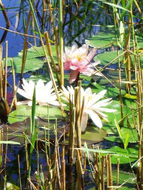 Ferienhaus in Santiago do Cac�m (Alentejo Litoral) oder Ferienwohnung oder Ferienhaus