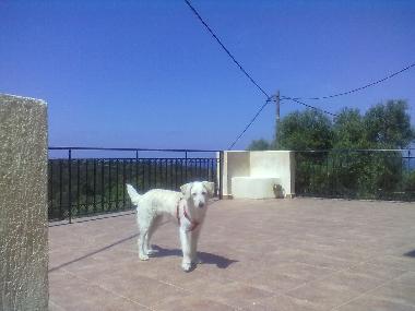 Villa in Antipata (Kefallinia) oder Ferienwohnung oder Ferienhaus