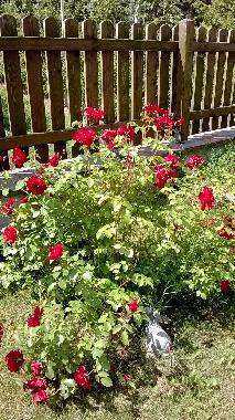 Ferienhaus in Bolzano (Bolzano-Bozen) oder Ferienwohnung oder Ferienhaus