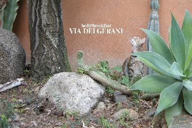 Pension in Solanas (Cagliari) oder Ferienwohnung oder Ferienhaus