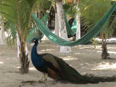 Pension in Playa del Carmen (Quintana Roo) oder Ferienwohnung oder Ferienhaus