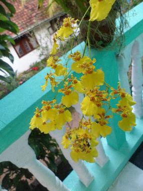 Ferienwohnung in Beruwala (Kalutara) oder Ferienwohnung oder Ferienhaus