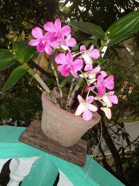 Ferienwohnung in Beruwala (Kalutara) oder Ferienwohnung oder Ferienhaus