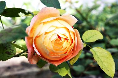 Ferienwohnung in Potsdam OT Neu Fahrland (Potsdam, Kreisfreie Stadt) oder Ferienwohnung oder Ferienhaus