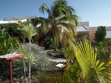 gro�er tropischer Garten