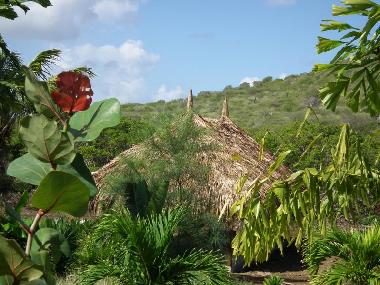 Pallappa im tropischen Garten