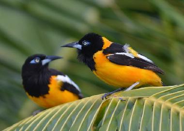 Wei�fl�gel-Trupiale