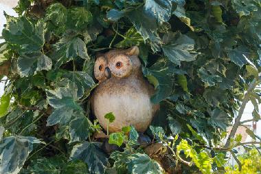 Pension in Okrug Gornji (Splitsko-Dalmatinska) oder Ferienwohnung oder Ferienhaus