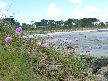 Villa in plouguerneau (Finist�re) oder Ferienwohnung oder Ferienhaus